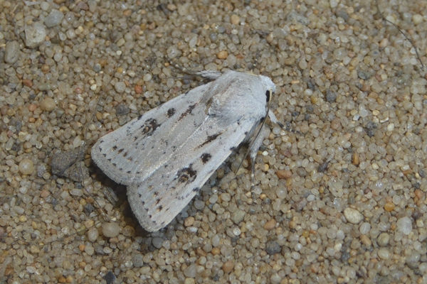 Caradrina (Paradrina) fuscicornis, Noctuidae